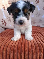 Ziggy, a male Yorkshire Terrier for sale in Williston, FL – 1 of 9