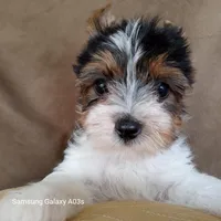 Buddy, a male Yorkshire Terrier for sale in Williston, FL – Photo 1 of 2