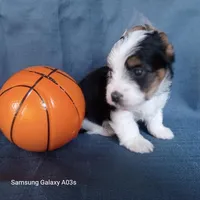 Blake, a male Yorkshire Terrier for sale in Williston, FL – Photo 2 of 2