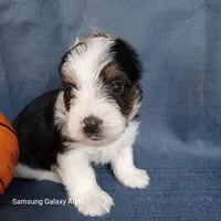 Blake, a male Yorkshire Terrier for sale in Williston, FL – Photo 1 of 2