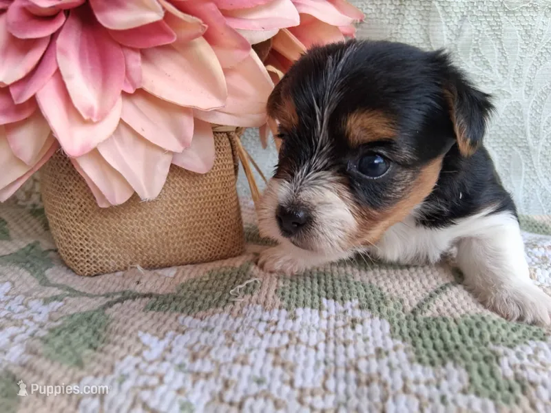 Stella – Yorkshire Terrier puppy for sale in Williston, FL