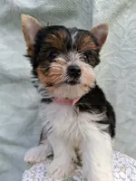 Stella, a female Yorkshire Terrier for sale in Williston, FL – 3 of 7