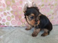 Olivia, a female Yorkshire Terrier for sale in Williston, FL – 2 of 7