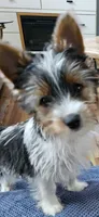 Maxx, a male Yorkshire Terrier for sale in Williston, FL – 3 of 6