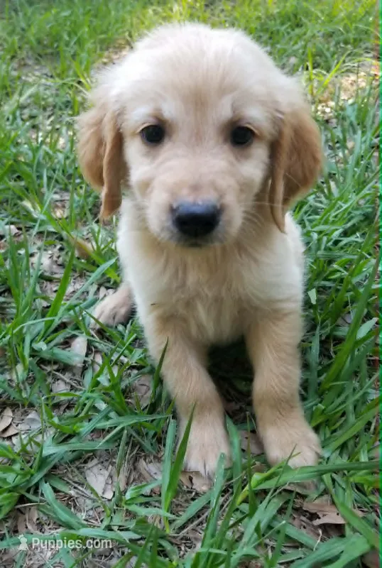 Oliver – Golden Retriever puppy for sale in Williston, FL