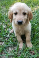 Oliver, a male Golden Retriever for sale in Williston, FL – 1 of 1