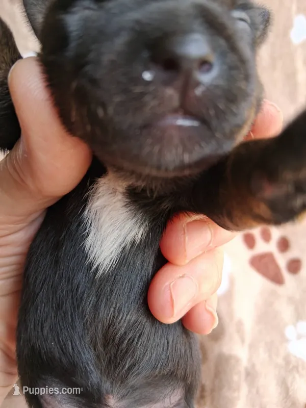 Brent – Yorkshire Terrier puppy for sale in Williston, FL