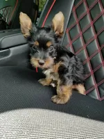 Oliver, a male Yorkshire Terrier for sale in Williston, FL – 7 of 8