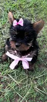 Oliver, a male Yorkshire Terrier for sale in Williston, FL – 8 of 8
