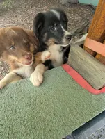 Rose, a female Miniature American Shepherd for sale in Fayetteville, GA – 4 of 9