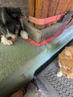 Rose, a female Miniature American Shepherd for sale in Fayetteville, GA – 6 of 9