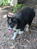 Rose, a female Miniature American Shepherd for sale in Fayetteville, GA – 3 of 9
