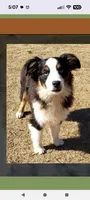 Rose, a female Miniature American Shepherd for sale in Fayetteville, GA – 5 of 9