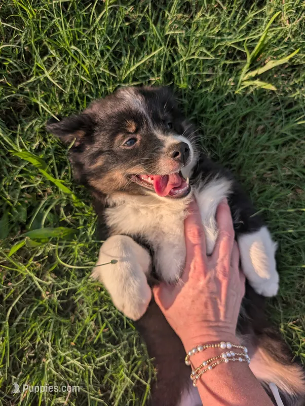 Rose – Miniature American Shepherd puppy for sale in Fayetteville, GA