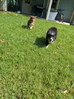 Rose, a female Miniature American Shepherd for sale in Fayetteville, GA – 8 of 9