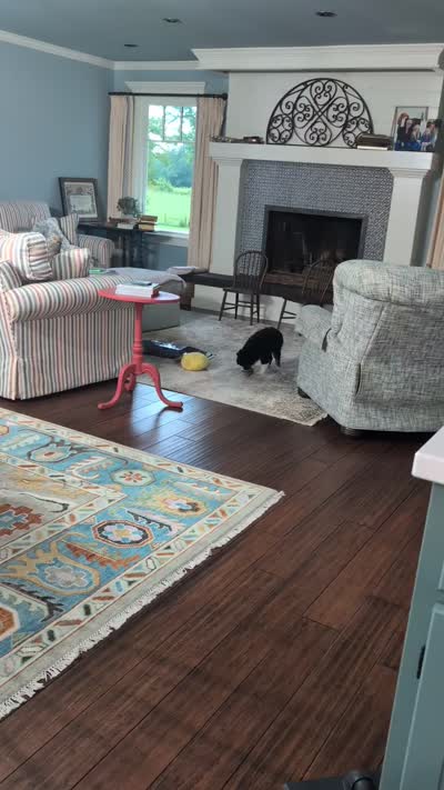 Rose, a female Miniature American Shepherd for sale in Fayetteville, GA – 9 of 9