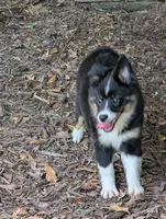 Rose, a female Miniature American Shepherd for sale in Fayetteville, GA – 2 of 9