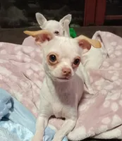 Beauty , a female Chihuahua for sale in Springfield, OR – 1 of 1