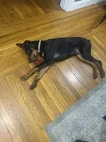 Kyro, a male Doberman Pinscher for sale in Providence, RI – 2 of 3