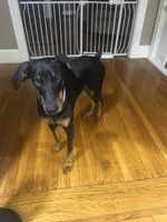 Kyro, a male Doberman Pinscher for sale in Providence, RI – 3 of 3