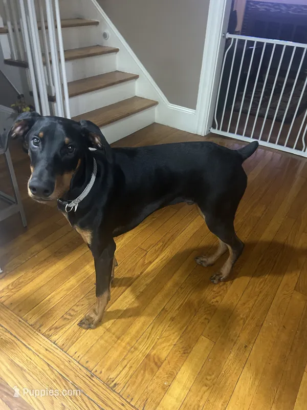 Kyro – Doberman Pinscher puppy for sale in Providence, RI