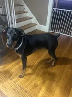 Kyro, a male Doberman Pinscher for sale in Providence, RI – 1 of 3