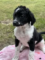 J'adore, a female Labradoodle for sale in Warner Robins, GA – 2 of 2