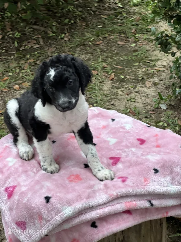 J'adore – Labradoodle puppy for sale in Warner Robins, GA