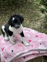 J'adore, a female Labradoodle for sale in Warner Robins, GA – 1 of 2