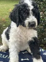 Blaze, a male Labradoodle for sale in Warner Robins, GA – 3 of 5