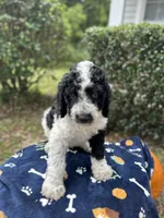 Blaze, a male Labradoodle for sale in Warner Robins, GA – 1 of 5
