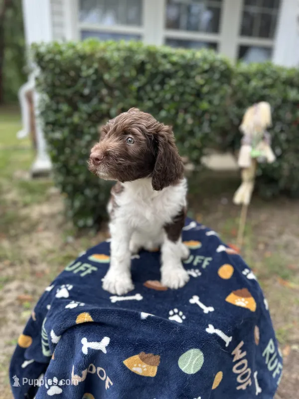 Brownie – Labradoodle puppy for sale in Warner Robins, GA