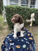 Brownie, a male Labradoodle for sale in Warner Robins, GA – 1 of 4