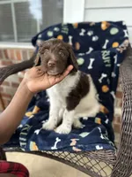 Brownie, a male Labradoodle for sale in Warner Robins, GA – 3 of 4