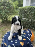 Blaze, a male Labradoodle for sale in Warner Robins, GA – 2 of 5