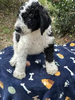 Blaze, a male Labradoodle for sale in Warner Robins, GA – 4 of 5