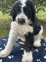 Blaze, a male Labradoodle for sale in Warner Robins, GA – 5 of 5