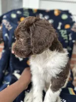 Brownie, a male Labradoodle for sale in Warner Robins, GA – 2 of 4