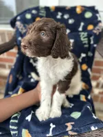 Brownie, a male Labradoodle for sale in Warner Robins, GA – 4 of 4
