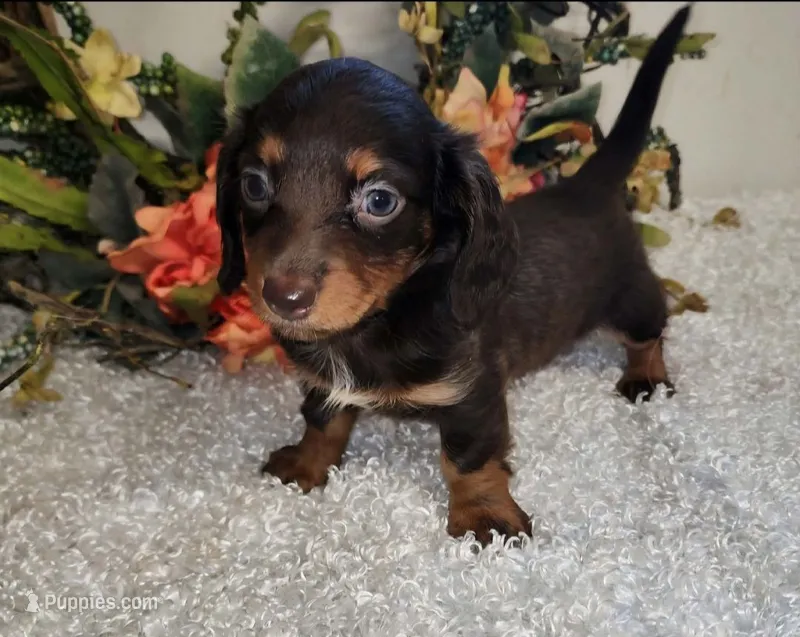 Jacie – Miniature Dachshund puppy for sale in West Monroe, LA