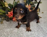 Jacie, a female Miniature Dachshund for sale in West Monroe, LA – 1 of 1