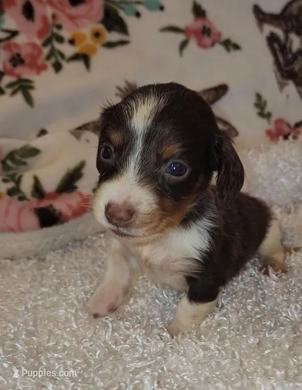 Allen – Miniature Dachshund puppy for sale in West Monroe, LA