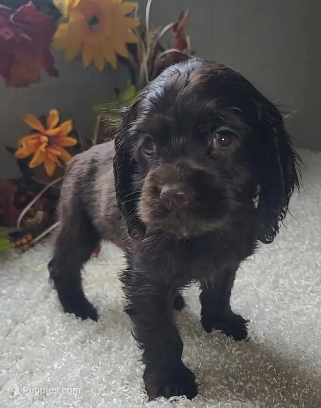 Candie – Cocker Spaniel puppy for sale in West Monroe, LA