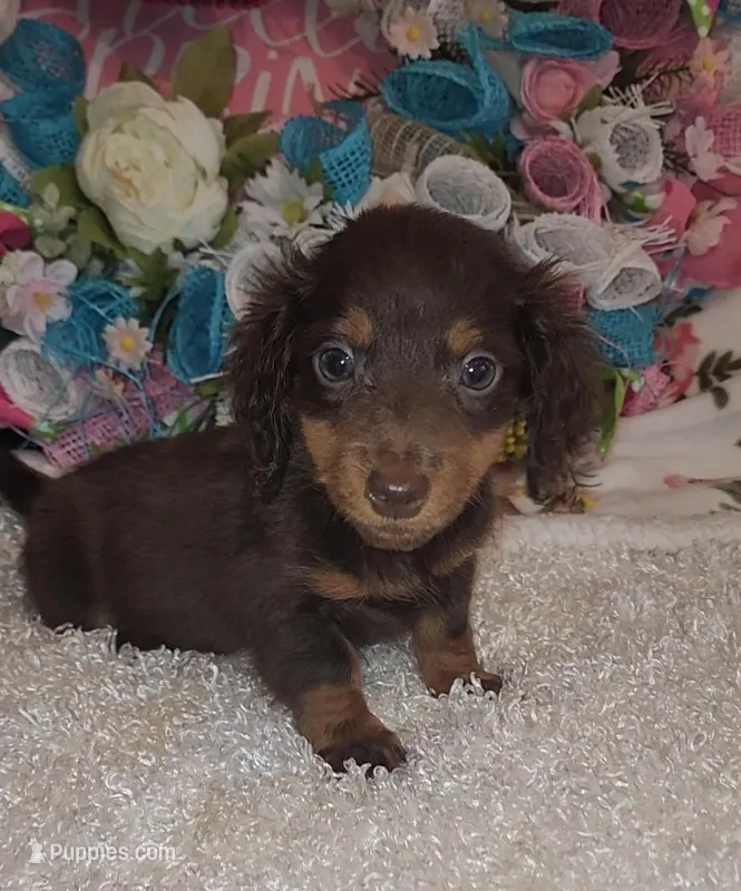 Calhoun  – Miniature Dachshund puppy for sale in West Monroe, LA