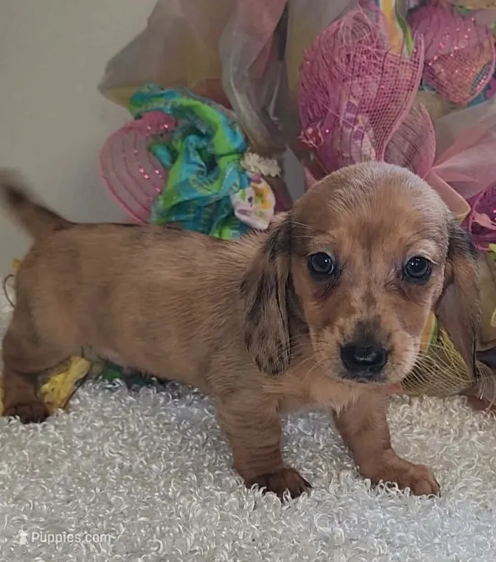Red dapple – Miniature Dachshund puppy for sale in West Monroe, LA