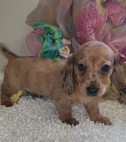 Red dapple, a male Miniature Dachshund for sale in West Monroe, LA – 1 of 1