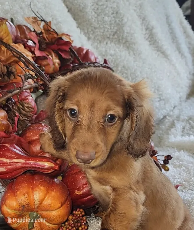 Peanut – Miniature Dachshund puppy for sale in West Monroe, LA