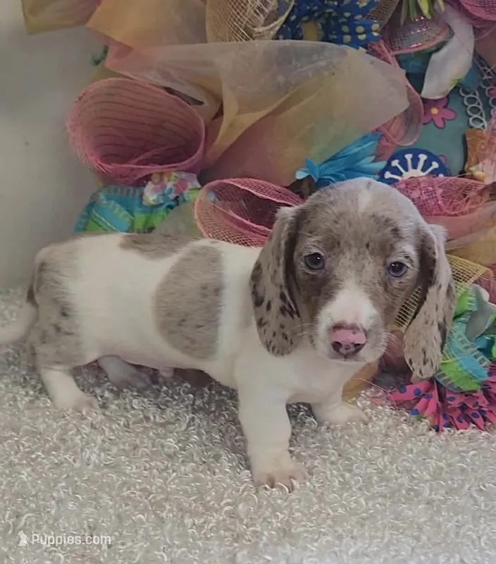 Jax – Miniature Dachshund puppy for sale in West Monroe, LA