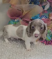 Jax, a male Miniature Dachshund for sale in West Monroe, LA – 1 of 1
