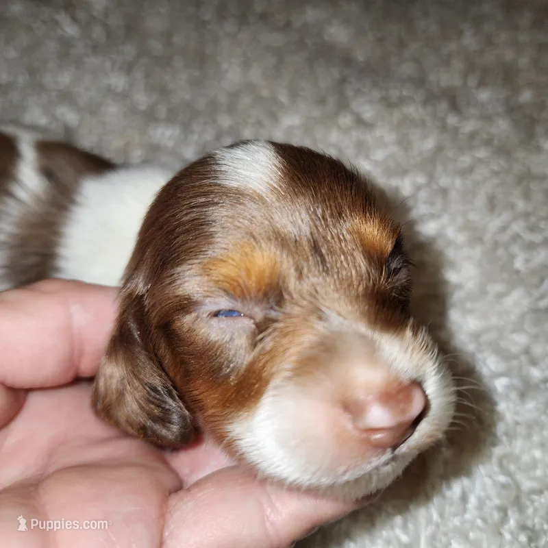 Aspen – Miniature Dachshund puppy for sale in West Monroe, LA